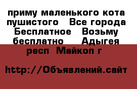 приму маленького кота пушистого - Все города Бесплатное » Возьму бесплатно   . Адыгея респ.,Майкоп г.